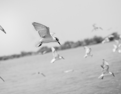 SENEGAL